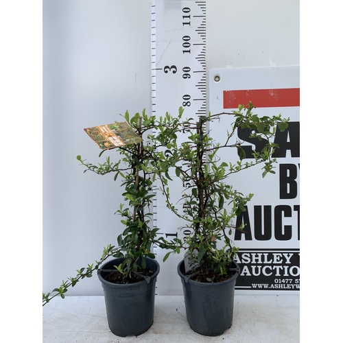 59 - TWO PYRACANTHA 'SUNNY STAR' IN 3 LTR POTS APPROX 70CM IN HEIGHT PLUS VAT TO BE SOLD FOR THE TWO