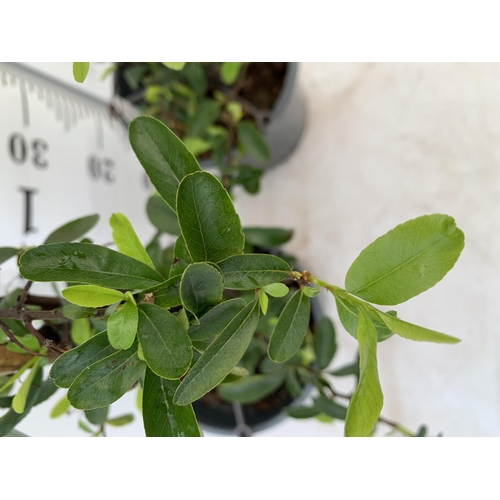 59 - TWO PYRACANTHA 'SUNNY STAR' IN 3 LTR POTS APPROX 70CM IN HEIGHT PLUS VAT TO BE SOLD FOR THE TWO