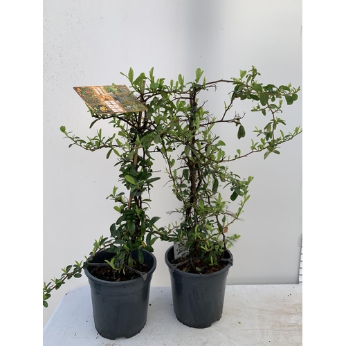 59 - TWO PYRACANTHA 'SUNNY STAR' IN 3 LTR POTS APPROX 70CM IN HEIGHT PLUS VAT TO BE SOLD FOR THE TWO