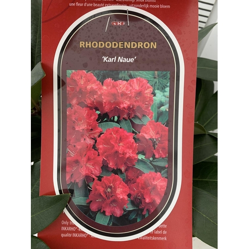 63 - ONE RHODODENDRON INKARHO 'KARL NAUE' RED IN A 5 LTR POT APPROX 65CM IN HEIGHT PLUS VAT