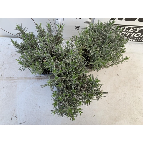 64 - THREE LAVENDER 'MUNSTEAD' APPROX 35CM IN HEIGHT IN 2 LTR POTS PLUS VAT TO BE SOLD FOR THE THREE