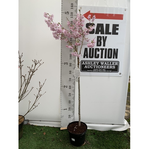 67 - ONE FLOWERING CHERRY PRUNUS 'ACCOLADE' IN A 5LTR POT APPROX 140CM IN HEIGHT PLUS VAT