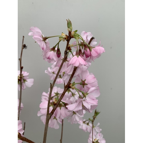 67 - ONE FLOWERING CHERRY PRUNUS 'ACCOLADE' IN A 5LTR POT APPROX 140CM IN HEIGHT PLUS VAT