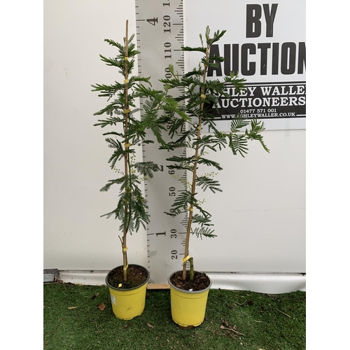 69 - TWO MIMOSA GAULOIS IN 2 LTR POTS APPROX 110CM IN EHIGHT PLUS VAT TO BE SOLD FOR THE TWO