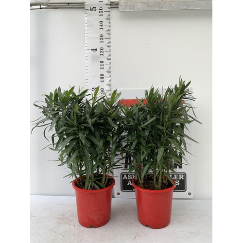 7 - TWO OLEANDER PLANTS APPROX 90CM IN HEIGHT IN 10 LTR POTS TO BE SOLD FOR THE TWO PLUS VAT