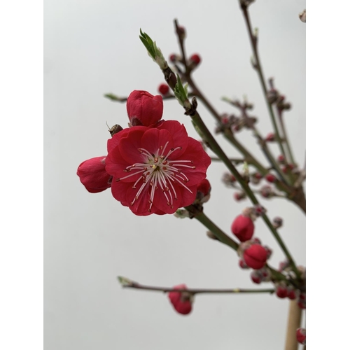 70 - ONE FLOWERING CHERRY PRUNUS PERSICA 'MELRED' RED APPROX 110CM IN HEIGHT IN A 4LTR POT PLUS VAT