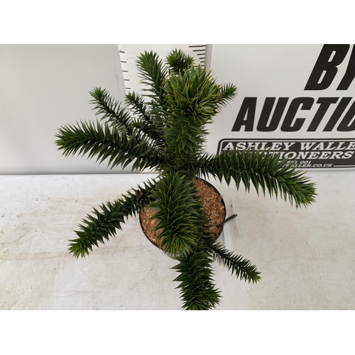 71 - ONE MONKEY PUZZLE TREE ARAUCARIA ARAUCANA APPORX 75CM IN HEIGHT PLUS VAT IN A 5 LTR POT