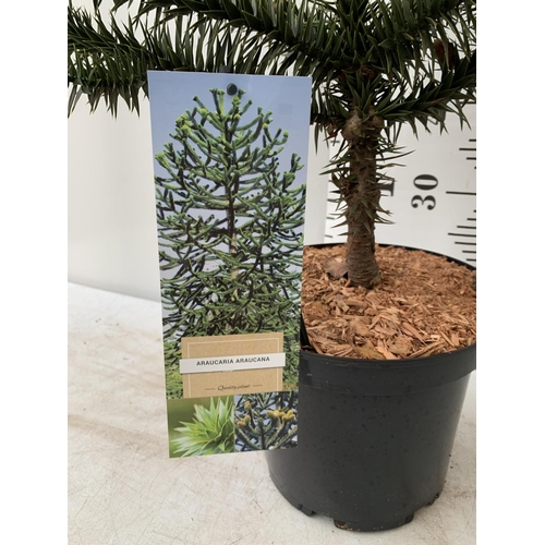 71 - ONE MONKEY PUZZLE TREE ARAUCARIA ARAUCANA APPORX 75CM IN HEIGHT PLUS VAT IN A 5 LTR POT