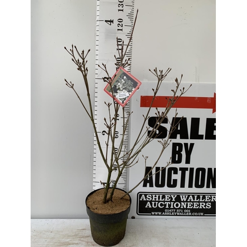 72 - ONE CORNUS KOUSA WHITE 'SCHMETTERLING' TREE APPROX 120CM IN HEIGHT IN A 7 LTR POT PLUS VAT