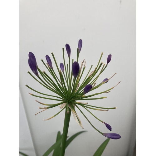 75 - TWO LARGE AGAPANTHUS POPPIN PURPLE OVER 80CM TALL IN 5 LTR POTS TO BE SOLD FOR THE TWO + VAT