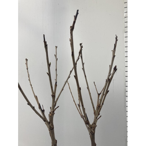 76 - TWO FRUITING  PRUNUS CHERRY TREES AVIUM 'REGINA' AND 'KORDIA' OVER 110CM IN HEIGHT IN 5 LTR POTS NO ... 