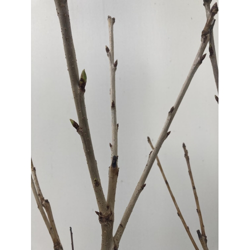 76 - TWO FRUITING  PRUNUS CHERRY TREES AVIUM 'REGINA' AND 'KORDIA' OVER 110CM IN HEIGHT IN 5 LTR POTS NO ... 