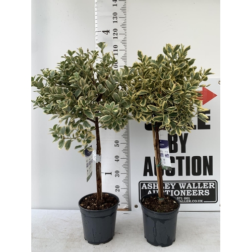 8 - TWO EUONYMUS JAPONICUS STANDARD TREES APPROX 110CM IN HEIGHT IN 5 LTR POTS PLUS VAT TO BE SOLD FOR H... 