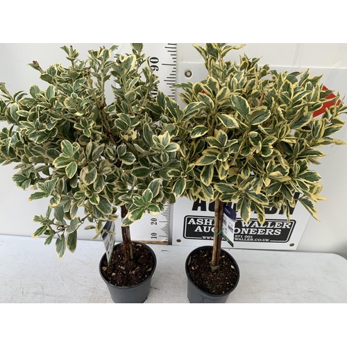 8 - TWO EUONYMUS JAPONICUS STANDARD TREES APPROX 110CM IN HEIGHT IN 5 LTR POTS PLUS VAT TO BE SOLD FOR H... 