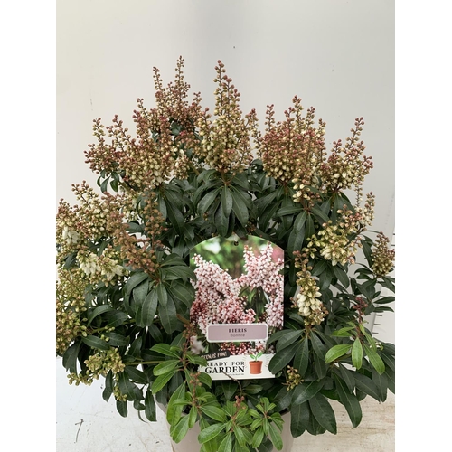 82 - ONE PIERIS 'BONFIRE' APPROX 80CM IN HEIGHT IN A 10 LTR POT PLUS VAT