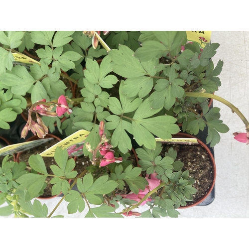 85 - TWENTY DICENTRA PLANTS WHITE AND PINK ON A TRAY PLUS VAT TO BE SOLD FOR THE TWENTY