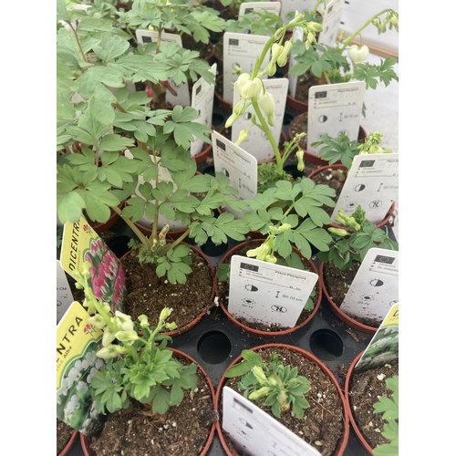 85 - TWENTY DICENTRA PLANTS WHITE AND PINK ON A TRAY PLUS VAT TO BE SOLD FOR THE TWENTY