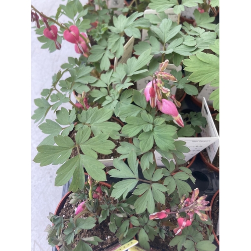 85 - TWENTY DICENTRA PLANTS WHITE AND PINK ON A TRAY PLUS VAT TO BE SOLD FOR THE TWENTY