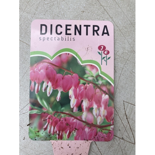 91 - TEN DIECENTRA SPECTABILIS PINK ON A TRAY PLUS VAT TO BE SOLD FOR THE TEN