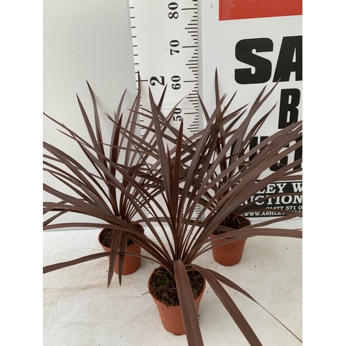 92 - THREE RED STAR CODYLINE IN 1 LTR POTS APPROX 60CM IN HEIGHT PLUS VAT TO BE SOLD FOR THE THREE