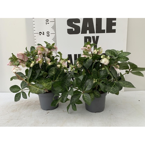 0 - WELCOME TO ASHLEY WALLER HORTICULTURE AUCTION - LOTS ARE BEING ADDED DAILY - THE IMAGES SHOW LOTS FR... 