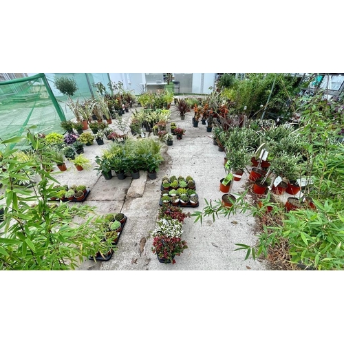 0 - WELCOME TO ASHLEY WALLER HORTICULTURE AUCTION - LOTS ARE BEING ADDED DAILY - THE IMAGES SHOW LOTS FR... 