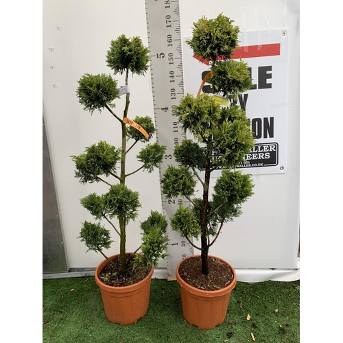 2 - TWO POM POM TREES CUPRESSOCYPARIS LEYLANDII 'GOLD RIDER' APPROX 160CM IN HEIGHT IN 15 LTR POTS PLUS ... 