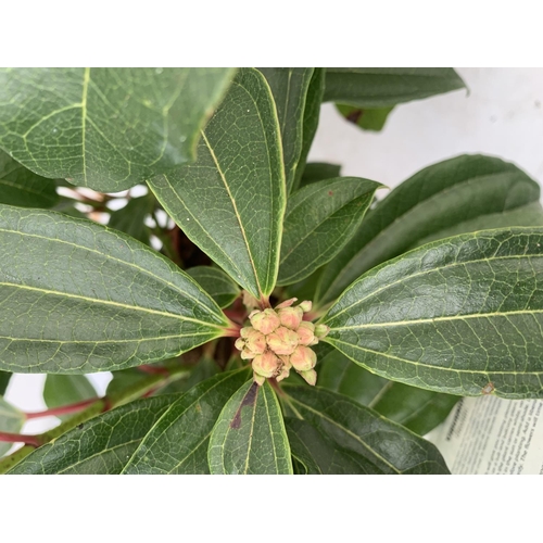 94 - TWO VIBURNUM 'DAVIDII' IN 2LTR POTS APPROX 40CM IN HEIGHT TO BE SOLD FOR THE TWO PLUS VAT