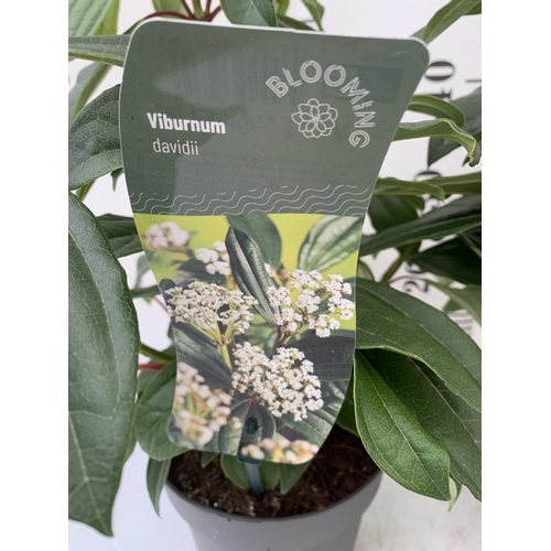 94 - TWO VIBURNUM 'DAVIDII' IN 2LTR POTS APPROX 40CM IN HEIGHT TO BE SOLD FOR THE TWO PLUS VAT