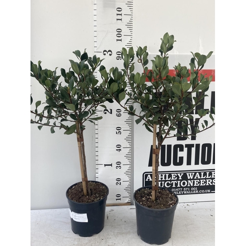 111 - TWO RHAPHIOLEPIS INDICA SPRINGTIME STANDARD TREES IN 4 LTR POTS APPROX 95CM IN HEIGHT PLUS VAT TO BE... 