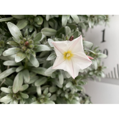 113 - TWO CONVOLVULUS CNEORUM WITH WHITE FLOWERS IN 5 LTR POTS APPROX 45CM IN HEIGHT PLUS VAT TO BE SOLD F... 