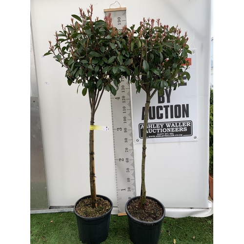 131 - TWO PHOTINIA FRASERI 'RED ROBIN' STANDARD TREES APPROX 180CM IN HEIGHT IN 15 LTR POTS PLUS VAT TO BE... 