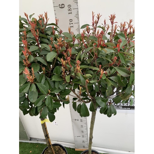 131 - TWO PHOTINIA FRASERI 'RED ROBIN' STANDARD TREES APPROX 180CM IN HEIGHT IN 15 LTR POTS PLUS VAT TO BE... 