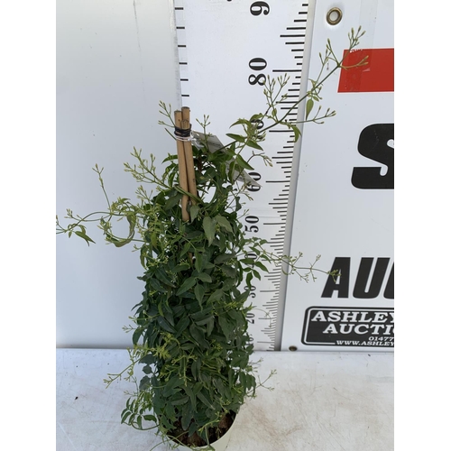 184 - ONE JASMINE TRACHELOSPERMUM APPROX 80CM IN HEIGHT IN A 2 LTR POT PLUS VAT