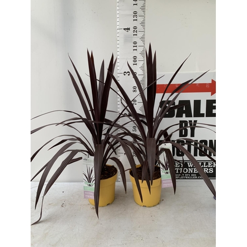 190 - TWO LARGE CORDYLINE 'SUPERSTAR' APPROX 110CM IN HEIGHT IN 4 LTR POTS PLUS VAT TO BE SOLD FOR THE TWO