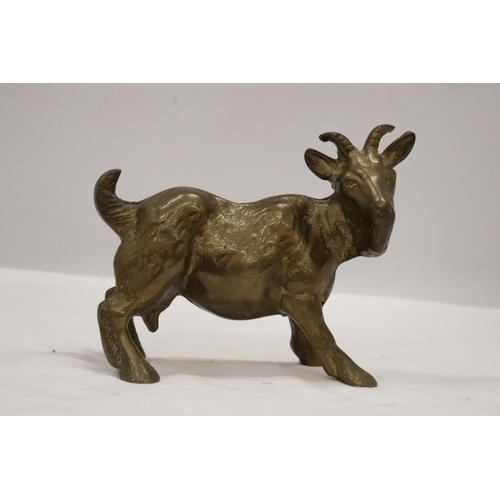 196 - A VERY HEAVY SOLID BRASS GOAT, HEIGHT 16CM, LENGTH 18CM