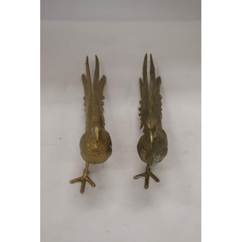 199 - A PAIR OF COCK AND HEN PHEASANTS, HEIGHT 12CM, LENGTH 28CM