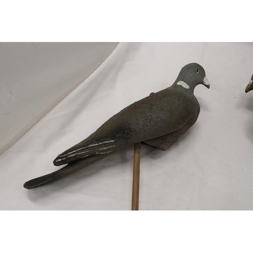 290 - THREE DECOY PIGEONS ON WOODEN MOUNTS