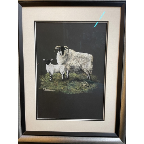 46 - TWO FRAMED AND GLAZED PASTELS OF SCOTTISH BLACK FACE EWES ONE WITH A SINGLE LAMB AT FOOT AND ONE WIT... 