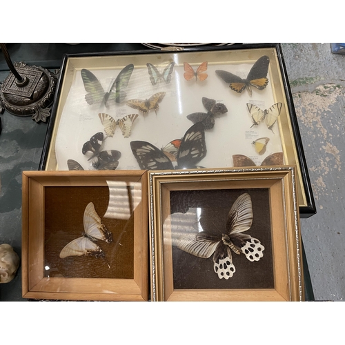 67 - THREE FRAMED MONTAGES CONTAINING BUTTERFLIES