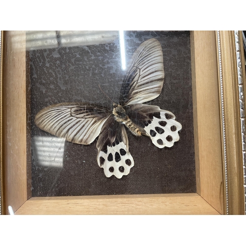 67 - THREE FRAMED MONTAGES CONTAINING BUTTERFLIES