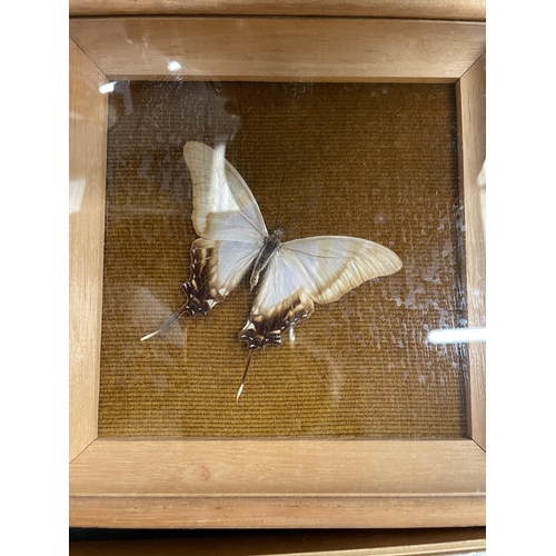 67 - THREE FRAMED MONTAGES CONTAINING BUTTERFLIES