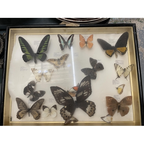 67 - THREE FRAMED MONTAGES CONTAINING BUTTERFLIES