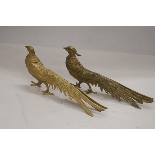 199 - A PAIR OF COCK AND HEN PHEASANTS, HEIGHT 12CM, LENGTH 28CM