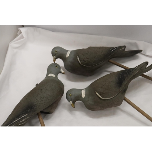 290 - THREE DECOY PIGEONS ON WOODEN MOUNTS