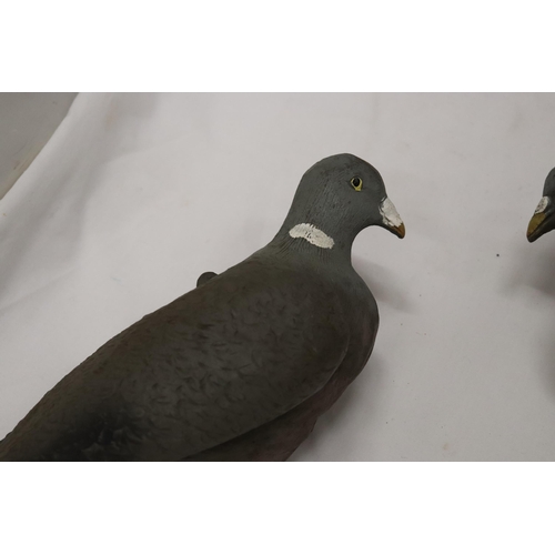 290 - THREE DECOY PIGEONS ON WOODEN MOUNTS