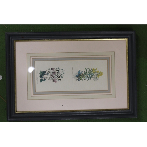 1219 - TWO FRAMED VINTAGE BOTANICAL PRINTS