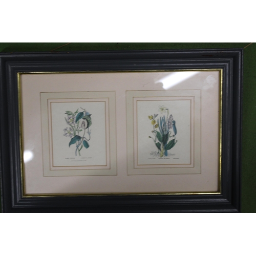 1219 - TWO FRAMED VINTAGE BOTANICAL PRINTS