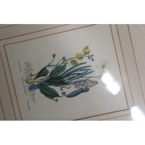 1219 - TWO FRAMED VINTAGE BOTANICAL PRINTS