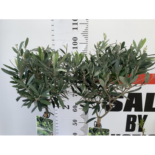 1 - TWO STANDARD OLIVE TREES IN 3 LTR POTS HEIGHT 100CM NO VAT TO BE SOLD FOR THE TWO